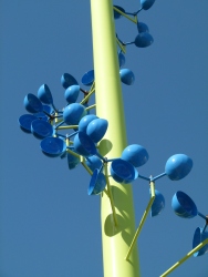 p2010012r