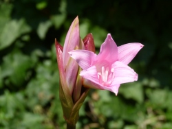 previous