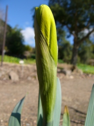 p1090740r
