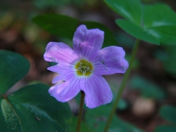 p1090759