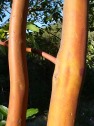 p1090761r