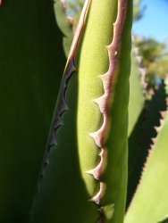 p1150564r