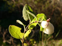 p1150574