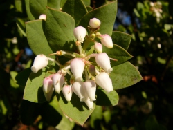 p1150578