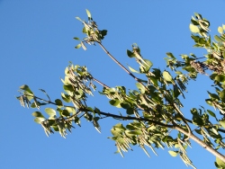 p1150581