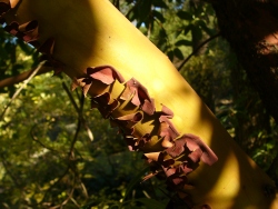p1150584