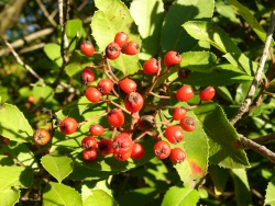 p1150587