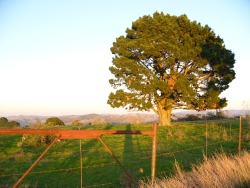 p1150590