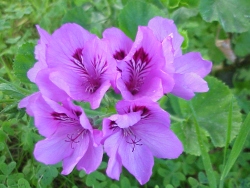 previous