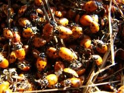 p1340702