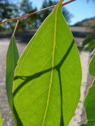 p1060867r