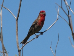 p1220524c
