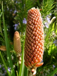 p1170588r