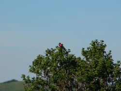 p1310897