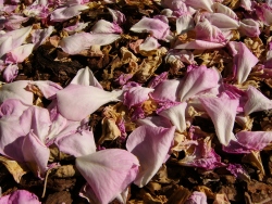 p1110074