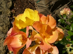 p1110081