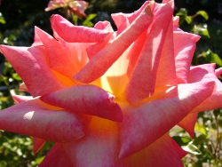 p1110086
