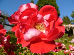 p1110088