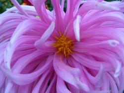 p1190476