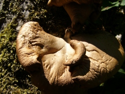 p1190503