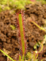 p1180167r