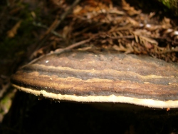 p1190557