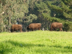 p1350299