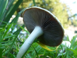 p2330888