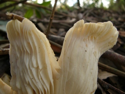 p1270721