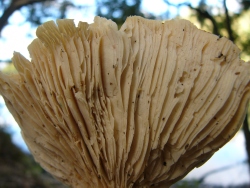p1270722