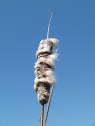 p2320869r