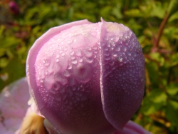 p1130551