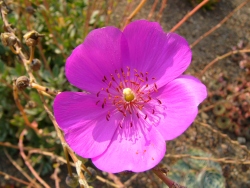 p1130554