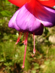 p1130558r