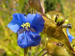 p1130594