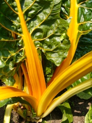 p1130602r