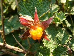 p1130610