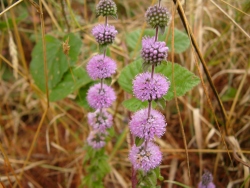p1190593