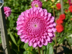 p2030907