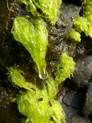 p1130686r