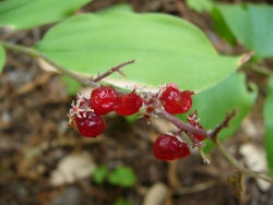 p1190620