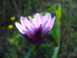 p1210457