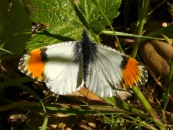 p1210480c