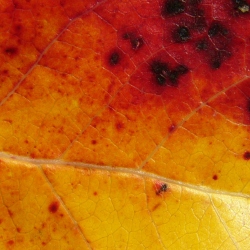 p1310599c