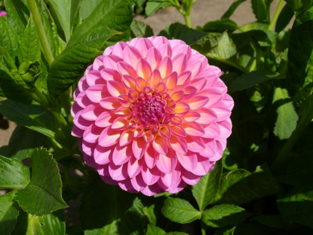 photo