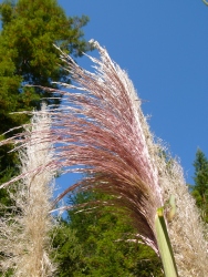 p1130775r