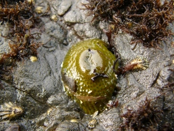 p1190735