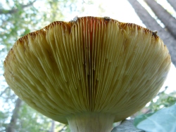 p2320365