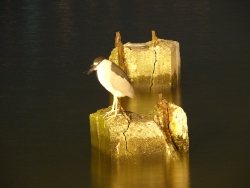 p1100635