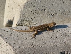p1140448